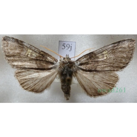 Tethea or (Denis & Schiffermüller, 1775) Falica or Czech59j